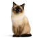 Ragdoll
