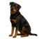 Rottweiler Americano