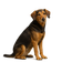 Sabueso de Hygen
