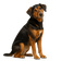 Sabueso de Småland