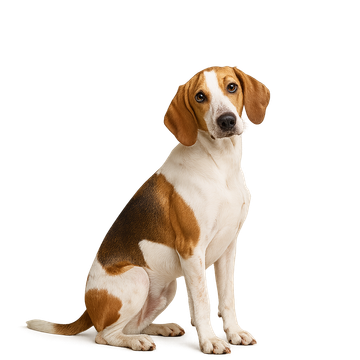 Sabueso del Ariege