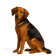 Sabueso del Tirol