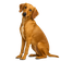 Sabueso Español