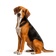 Sabueso Hamilton