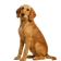 Sabueso Italiano (Segugio Italiano)