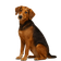 Sabueso Schiller