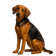 Sabueso Serbio