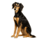 Saluki
