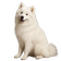 Samoyedo