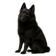 Schipperke
