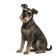 Schnauzer Mediano