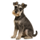 Schnauzer Miniatura