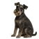 Schnauzer