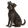 Schnoodle