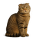Scottish Fold