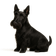 Scottish Terrier