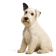 Sealyham Terrier