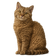 Selkirk Rex