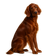 Setter Irlandés