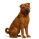 Shar Pei