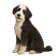 Sheepadoodle
