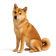 Shiba