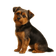 Shorkie