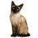 Siamés