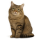 Siberiano