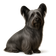 Skye Terrier