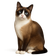 Snowshoe