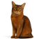 Somalí