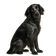 Spaniel Azul de Picardia