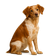Spaniel Bretón