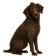 Spaniel de Pont-audemer