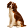 Spaniel Francés