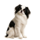 Spaniel Japonés