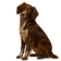 Spaniel Picardo