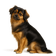 Spaniel Tibetano