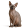 Sphynx