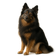 Spitz Alemán