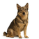 Spitz de los Visigodos - Vallhund Sueco