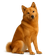 Spitz Finlandés