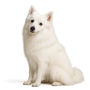 Spitz Japonés