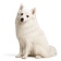Spitz Japonés
