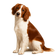 Springer Spaniel Galés