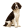 Springer Spaniel Inglés