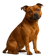 Staffordshire Bull Terrier