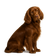 Sussex Spaniel