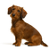 Teckel